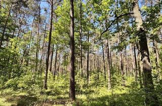Gewerbeimmobilie kaufen in 96172 Mühlhausen, 8,67 ha Wald zu verkaufen - Nähe BAB A3 Höchstadt/Nord