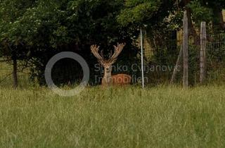 Wohnung kaufen in 85402 Kranzberg, Kranzberg OT – Leben in der Natur, ruhige und helle 2,5 ZKB mit Garten und 2 Stellplätzen, Garage...