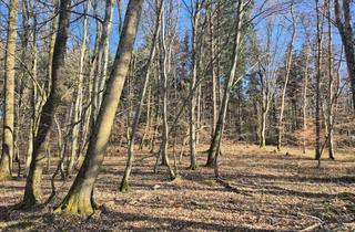 Gewerbeimmobilie kaufen in 82234 Weßling, VERKAUF: Waldgrundstück - Ernten Sie Ihr eigenes Brennholz