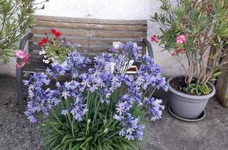 Einfamilienhaus kaufen in 97502 Euerbach, Euerbach - Einfamilienhaus mit Einliegerwohnung und 3 Garagen auf großem Grundstück in Euerbach, OT