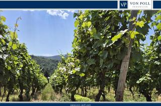Lager kaufen in Im Teufenbach 65, 53474 Bad Neuenahr-Ahrweiler, Investieren Sie in 'flüssiges Gold'! Namhaftes Weingut am Rotweinwanderweg sucht Investor