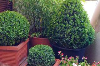 Wohnung mieten in 65527 Niedernhausen, Gemütliche, 3 Zi-DG-Wohnung mit Gartennutzung in Niedernhausen!