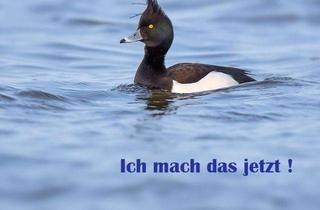 Wohnung kaufen in 21354 Bleckede, Wohnen im Herzen den Löwenstadt Bleckede