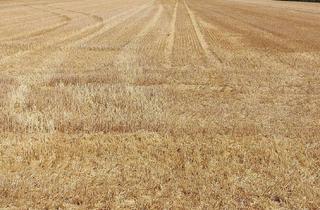 Gewerbeimmobilie kaufen in 85737 Ismaning, Landwirtschaftliche Grundstücke (Ausgleichsfläche / Ackerland ) zwischen ca. 0,5 ha und 1,1 ha