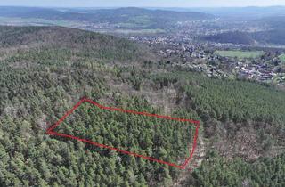 Gewerbeimmobilie kaufen in 07407 Rudolstadt, Waldfläche bei Rudolstadt – ca. 1 ha Kiefernmischwald mit Potenzial und Hüttenchance