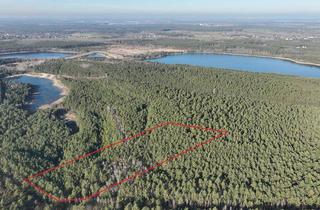 Gewerbeimmobilie kaufen in 02991 Lauta, Kiefernmischwald in der Lausitz bei Lauta – ca. 2,2 ha naturnahe Waldfläche mit guter Erschließung
