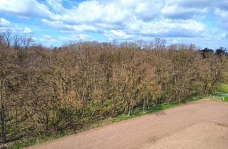 Grundstück zu kaufen in Am Fließ, 15518 Steinhöfel, 1,5 ha Waldfläche in Brandenburg - hochwertiger Robinienbestand