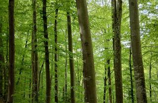 Gewerbeimmobilie kaufen in 74595 Langenburg, Zusammenhängende Waldflächen!