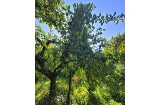 Doppelhaushälfte kaufen in 91126 Schwabach, Freie, naturnahe Doppelhaushälfte mit viel (Ausbau-) Potential ! Streuobstwiese, eigener Bachlauf...