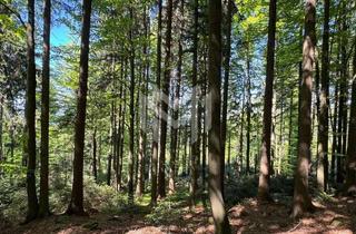 Anlageobjekt in 93480 Hohenwarth, Großes Waldgrundstück mit 14,7 ha bei Hohenwarth