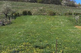 Grundstück zu kaufen in 76829 Ranschbach, Attraktives Baugrundstück in ruhiger Hanglage – mit Ausblickspotenzial und Gartengrundstücken