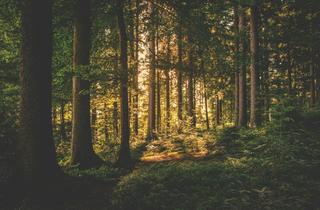 Gewerbeimmobilie kaufen in 85250 Altomünster, Waldfläche in Wollomoos