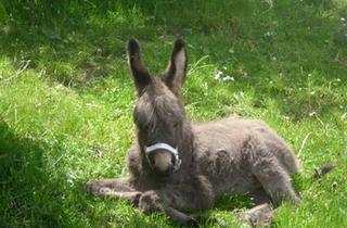 Haus kaufen in 56865 Blankenrath, Blankenrath - Mehrgenerationshaus bzw. Reiterhof mit 14 ha Weiden am Haus