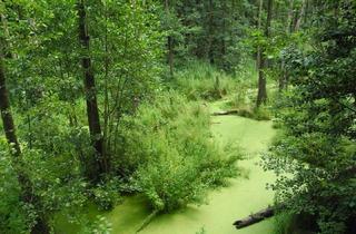 Immobilie kaufen in Ziegeleiweg, 04838 Jesewitz, Waldgrundstücke und Gewässer bei Leipzig - Wald - Forst - Privatwald - Waldfläche 1,25 € / qm