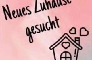 Wohnung mieten in Von-Ketteler-Straße, 76846 Hauenstein, Mietwohnung dringend gesucht