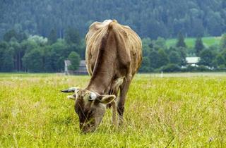 Gewerbeimmobilie kaufen in 87782 Unteregg, 1,7 ha wertvolles Grünland in Unteregg/Allgäu! (Weitere Fläche in der Nähe)