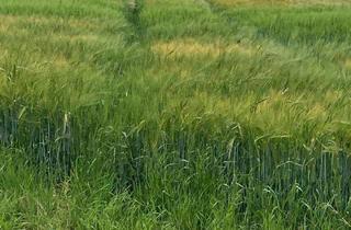 Gewerbeimmobilie kaufen in 86498 Kettershausen, Landwirtschaftliche Flächen!