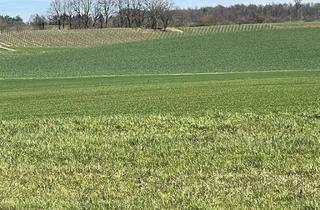 Grundstück zu kaufen in 63755 Alzenau, Sonnengrundstück mit Blick in die Weinberge *** vollerschlossen**