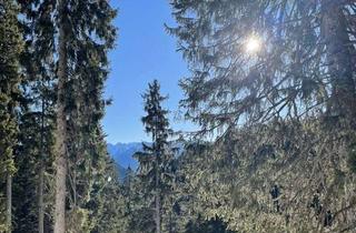 Gewerbeimmobilie kaufen in 82441 Ohlstadt, Bergwald mit sehr gutem Baumbestand
