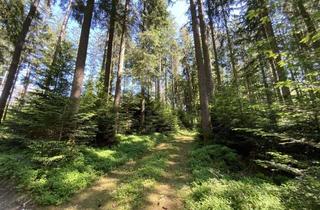 Gewerbeimmobilie kaufen in 83549 Eiselfing, Große, zusammenhängende Waldfläche mit gemischtem Bestand