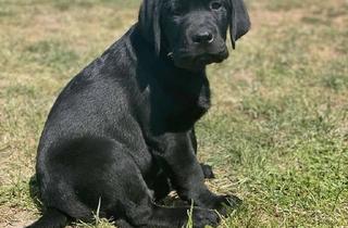 Haus kaufen in 04618 Langenleuba-Niederhain, ERFÜLLEN SIE SICH UND IHRER FAMILIE DIE GRÖSSTEN LEBENSTRÄUME: EIGENES HAUS UND EINEN HUND!