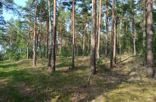 Immobilie kaufen in 39638 Gardelegen, Wald bei Zienau (Gardelegen) ca. 20 ha