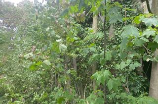 Grundstück zu kaufen in 06193 Neutz, Einzigartiges Waldgrundstück zur Erholung mit historischer Kapellenruine!