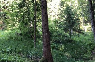 Grundstück zu kaufen in 83730 Fischbachau, Bergwald
