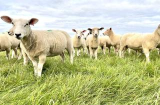 Grundstück zu kaufen in Marneweg, 25836 Garding, Land - Lust: 60 Hektar zusammenhängende Grundstücke auf Eiderstedt