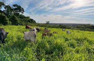 Haus kaufen in 89420 Höchstädt, Höchstädt an der Donau - 16 Hektar großes Grundstück in Paraguay zu verkaufen