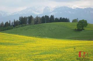 Gewerbeimmobilie kaufen in 87782 Unteregg, Ca. 7,66 ha Grünland/Acker in Unteregg/Allgäu! (Weitere Fläche in der Nähe)