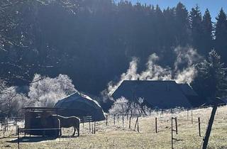 Haus kaufen in 79865 Grafenhausen, Grafenhausen - Idyllischer Schwarzwald Hof Pferdehaltung, Tiere, Miete oder Kauf