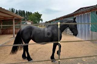 Einfamilienhaus kaufen in 55767 Meckenbach, PFERDEHOF, REITANLAGE, TRAUMHAUS, TOLLE LAGE