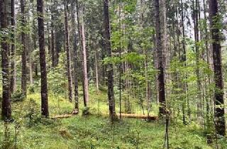 Gewerbeimmobilie kaufen in 83471 Schönau, Grünes Gold - Waldgrundstück in Schönau am Königssee