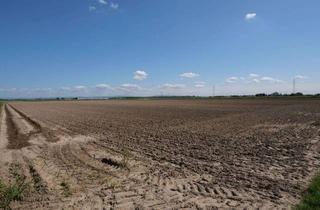 Gewerbeimmobilie kaufen in 67112 Mutterstadt, Bieterverfahren: Landwirtschaftliches Grundstück in Mutterstadt
