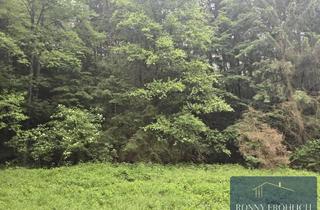 Grundstück zu kaufen in 93128 Regenstauf, riesiges Waldgrundstück in Bayern Grafenwinn Regenstauf zu verkaufen 100 jähriger Baumbestand Wald