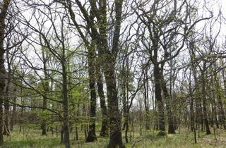 Gewerbeimmobilie kaufen in 06333 Hettstedt, 1,5658 ha Waldfläche in der Gemarkung Ritterode; Mindestgebot: 20.800 €; Einzelheiten siehe Exposee!