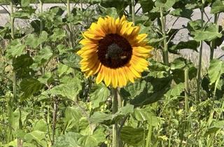 Grundstück zu kaufen in 82216 Maisach, Idyllisches Grundstück im Neubaugebiet für eine Doppelhaushälfte