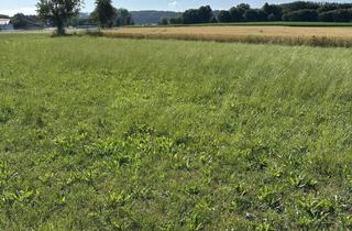 Grundstück zu kaufen in 86473 Ziemetshausen, Grundstück mit unverbaubarem Blick in die Natur