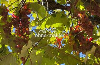 Wohnung mieten in 82205 Gilching, Gartenwohnung, frisch renoviert mit neuer Heiztechnik, 4+2 Zimmer