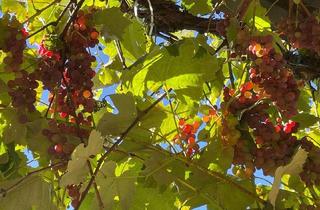 Wohnung mieten in 82205 Gilching, Gartenwohnung, frisch renoviert mit neuer Heiztechnik, 4+2 Zimmer