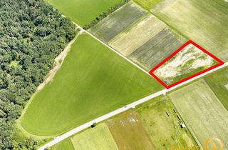 Grundstück zu kaufen in 93326 Abensberg, Abensberg/Sandharlanden: Grundstück mit 6.497 m² (Ackerland & Forst) zu verkaufen.