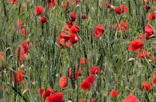 Grundstück zu kaufen in 14550 Groß Kreutz, 4 noch zu vermessende Grundstücke in Krielow