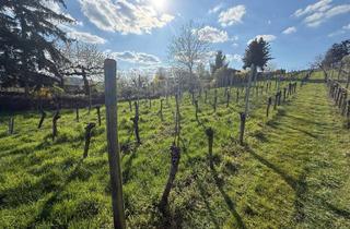 Grundstück zu kaufen in 70327 Untertürkheim, * GARTEN IN SCHÖNER LAGE (BISHER WEINBERG) IN BAD-CANNSTATT * 615 QM + TOLLE AUSSICHT *