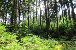 Gewerbeimmobilie kaufen in 84574 Taufkirchen, Großes Waldgrundstück mit anteiliger Wiesenfläche - Flurstück 533 -