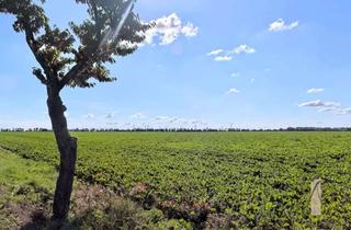 Grundstück zu kaufen in 39343 Rottmersleben, Schönes Baugrundstück in Rottmersleben – ruhig, grün und gut gelegen!