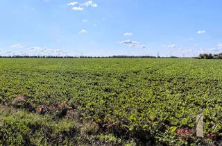Grundstück zu kaufen in 39343 Rottmersleben, Großzügiges Traumgrundstück mit freiem Blick ins Grüne!
