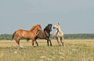 Immobilie kaufen in 38444 Hattorf, Attraktive Reitanlage mit großzügigem Weideland und vielseitigen Trainingsmöglichkeiten