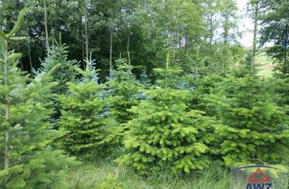 Gewerbeimmobilie kaufen in 91224 Pommelsbrunn, Einsames Grundstück mitten im Wald!