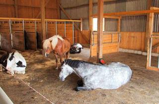 Lager kaufen in 88605 Meßkirch, Gepflegter Pferdehof Aktivstall mit Halle und RP nahe Schweizer Grenze *keine Maklergeb*